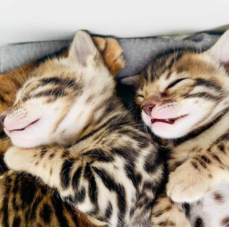 Gato Bengalí