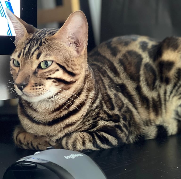 Gato Bengalí