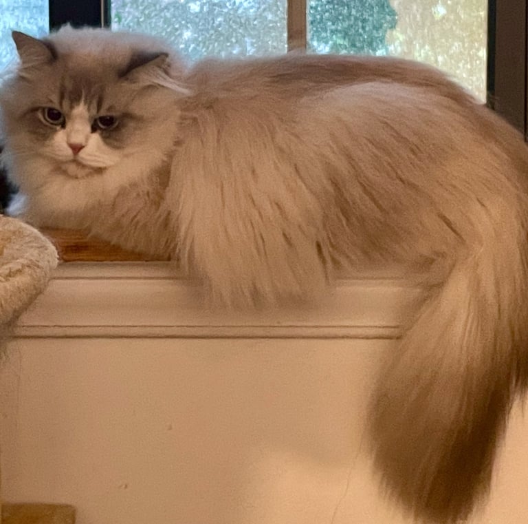 Lorenzo - Male Ragdoll Mix