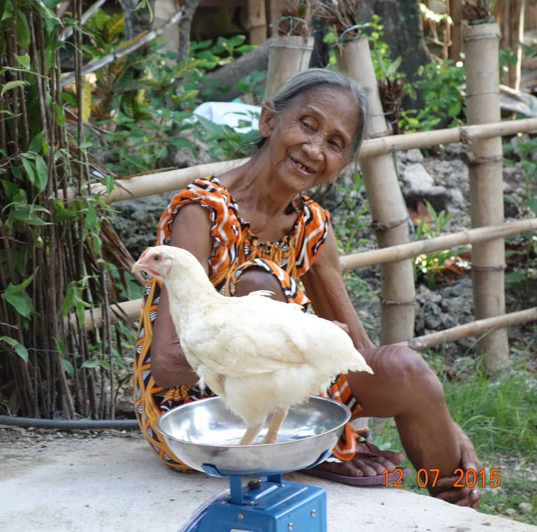 chicken from the local supplier, raised with passion and healthy food being weighted
