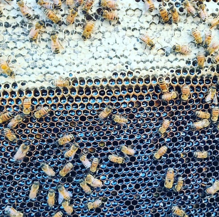 Comb Full of Delicious honey