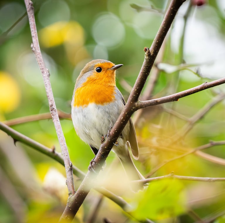 Ein Rotkehlchen im Garten in Grevenbrück. Foto: Philipp Geisler
