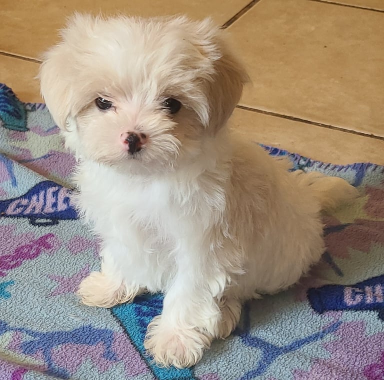 Shih Tzu Maltese MalShi Puppy on blanket in Florida. 