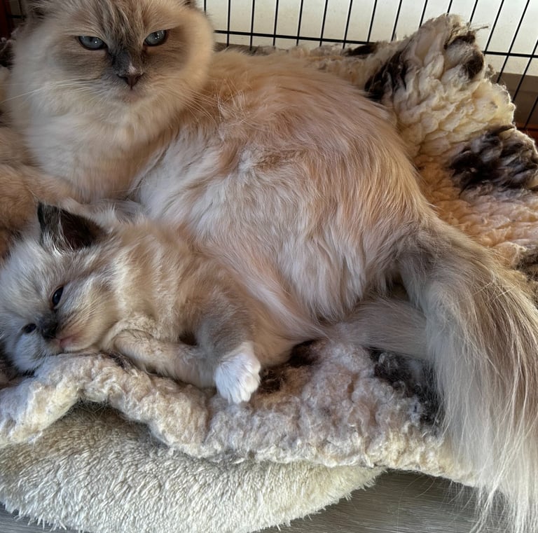 Ragdoll, Kitten, Cat, Queen