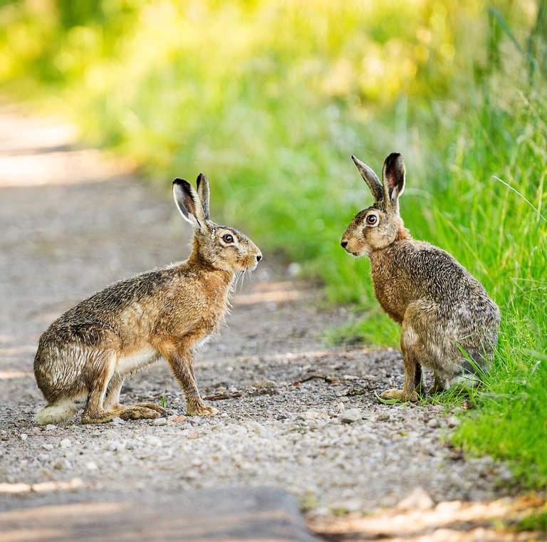Zwei Feldhasen auf einem Weg. Foto: Philipp Geisler