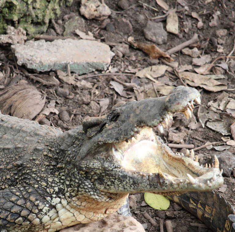 crocodile dans le Parc National de Bardiya