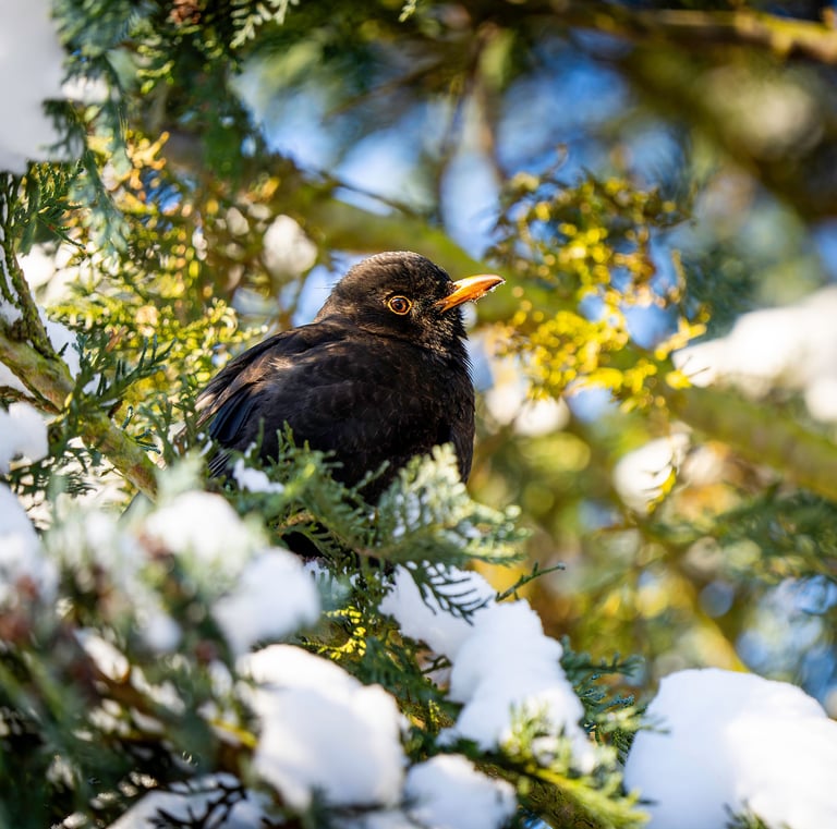 Amsel im Schnee. Foto: Philipp Geisler, Grevenbrück