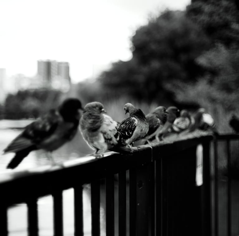 a group of birds sitting on a fence