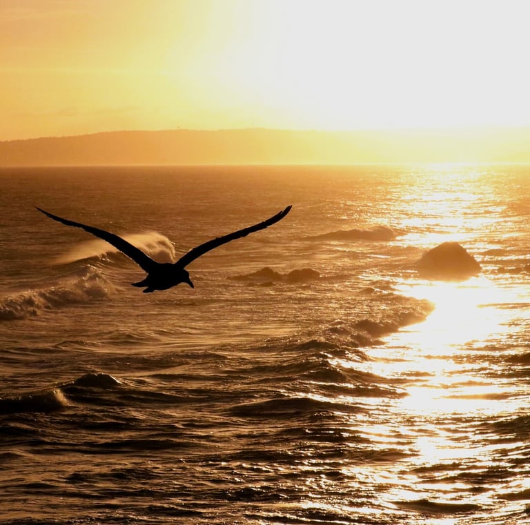 Gaivota voando com o pôr-do-sol ao fundo