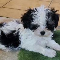 Black and White Registered Designer Breed Mal-Shi Pup.