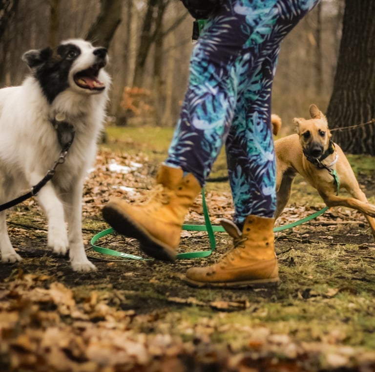 zwirowany ludzko-psi team