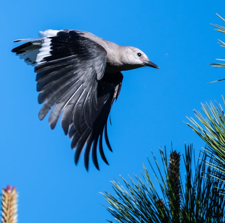 Clark's Nutcracker (Nucifraga columbiana) Sumerland, BC