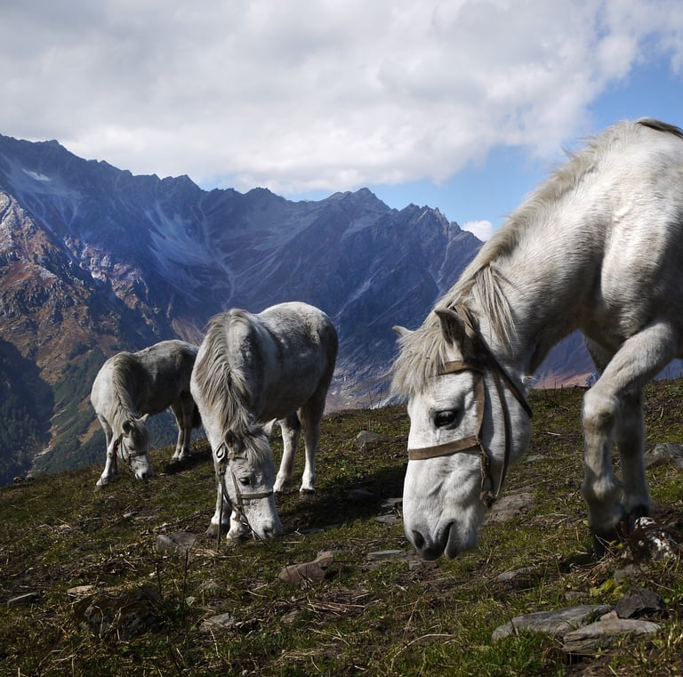 Kelionės į Himalajus Travel Himalaya horses in the mountains