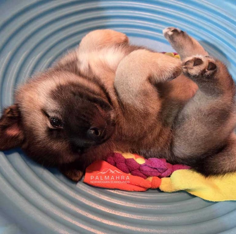 Norwegian Elkhound puppy
