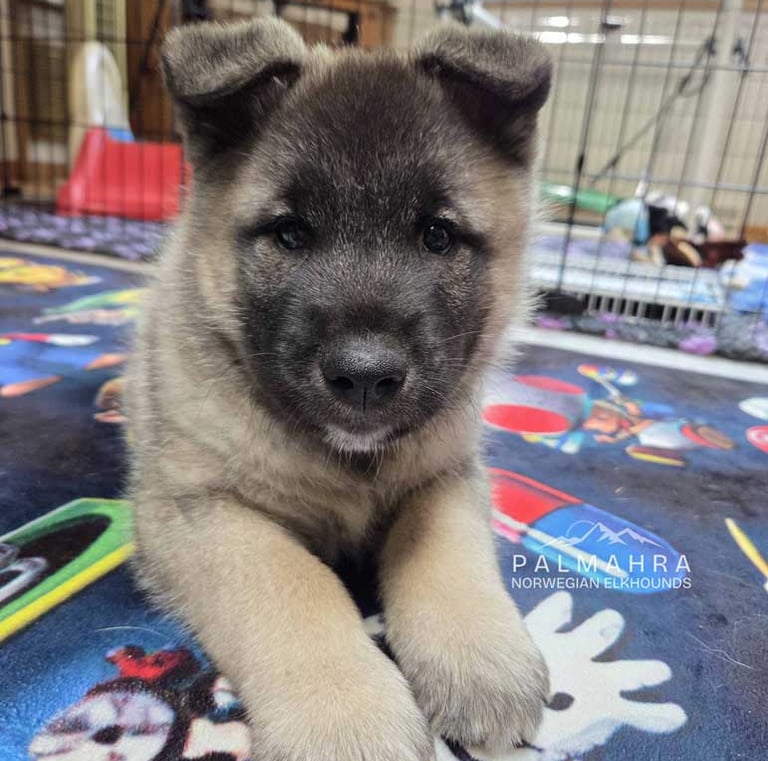Norwegian Elkhound puppy