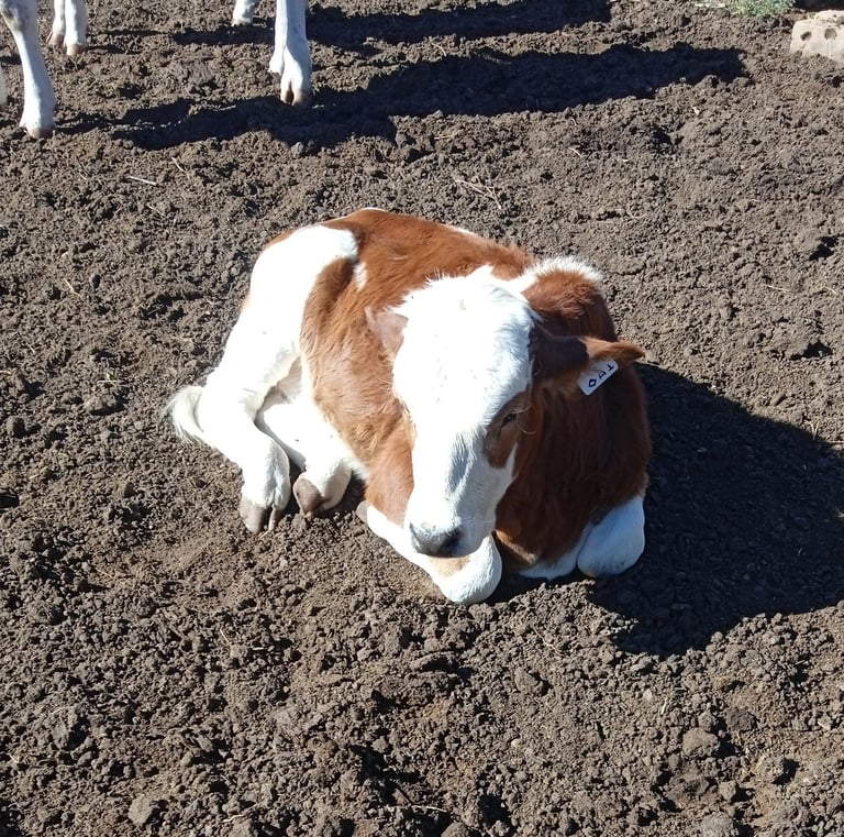 brown and white calf