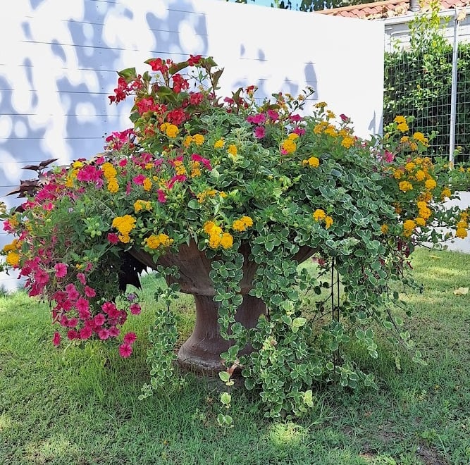 multiple plants and flowers thriving tohether in a large bed