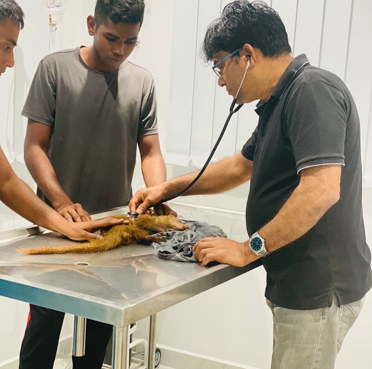 Veterinarian performing emergency examination on a small animal at Pet Pulse Animal Hospital Battara