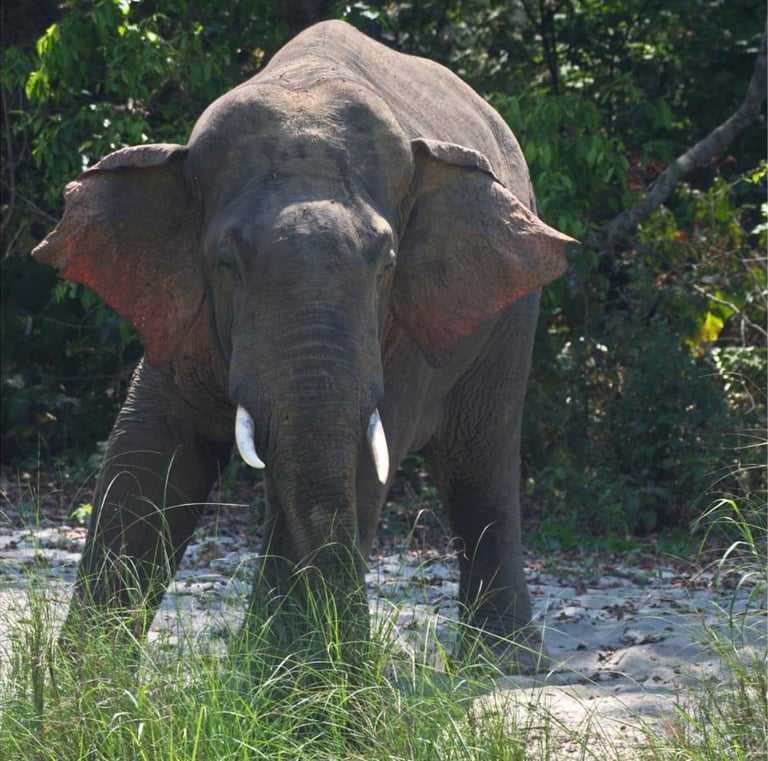 Elephant into Bardiya National Park