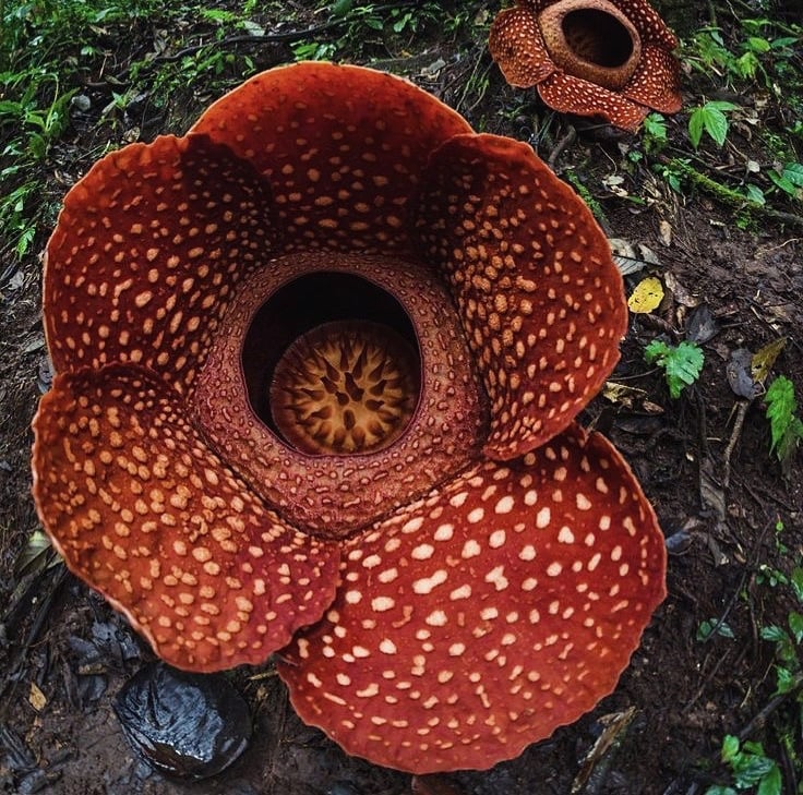 A Sumatra's Giant Flower, Rafflesia Arnoldi