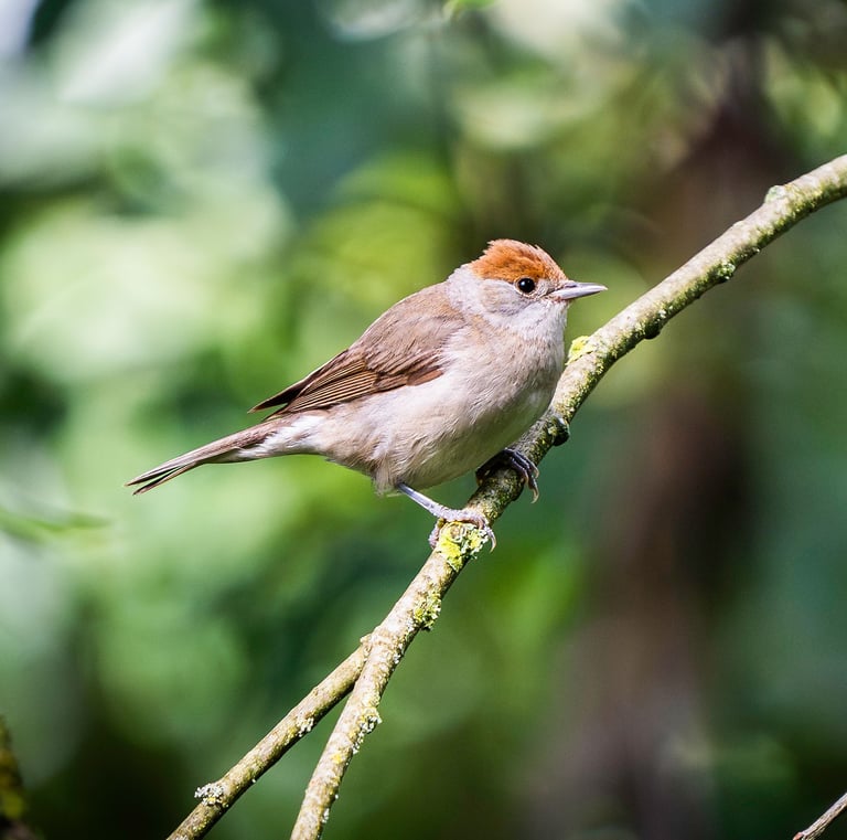 Mönchsgrasmücke auf einem Zweig. Foto: Philipp Geisler