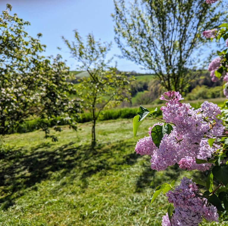 Fleurs violettes et en arrière plan le jardin