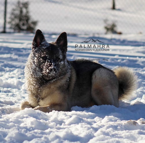 Norwegian Elkhound in the snow