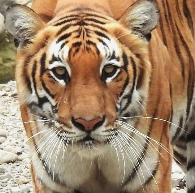 tiger into Bardiya National Park