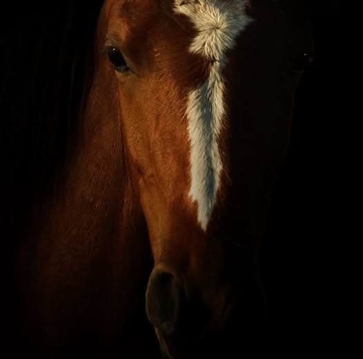 A horse portrait ala Rembrandt