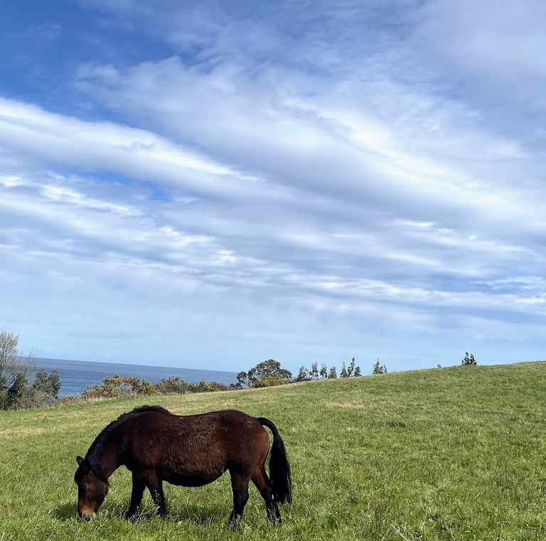 So many things to do. Hike along the Camino De Santiago or treck to lost beaches. A delight!