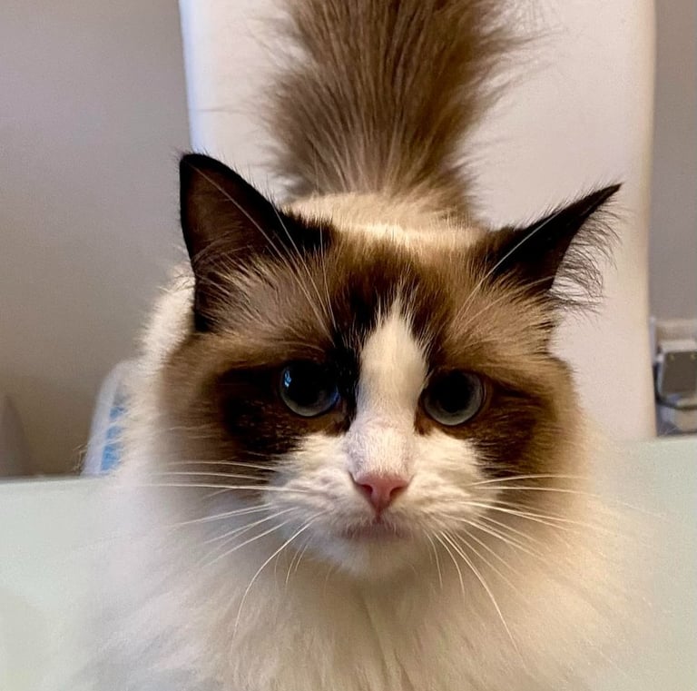 Ragdoll, Kitten, Cat, Queen