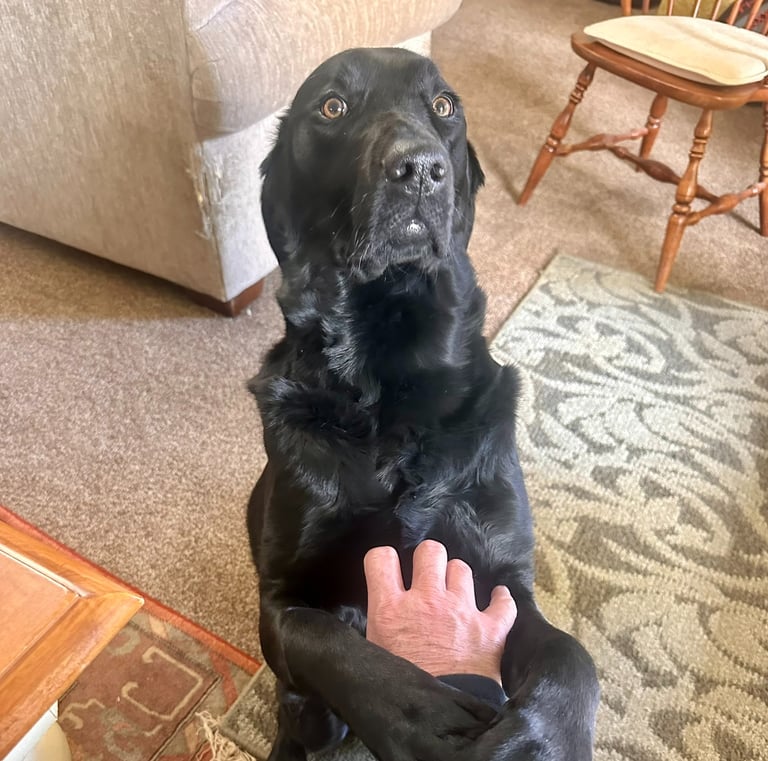 Black Lab in prayer position