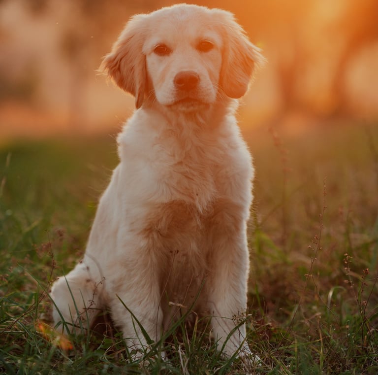 cucciolo di golden retriever al tramonto