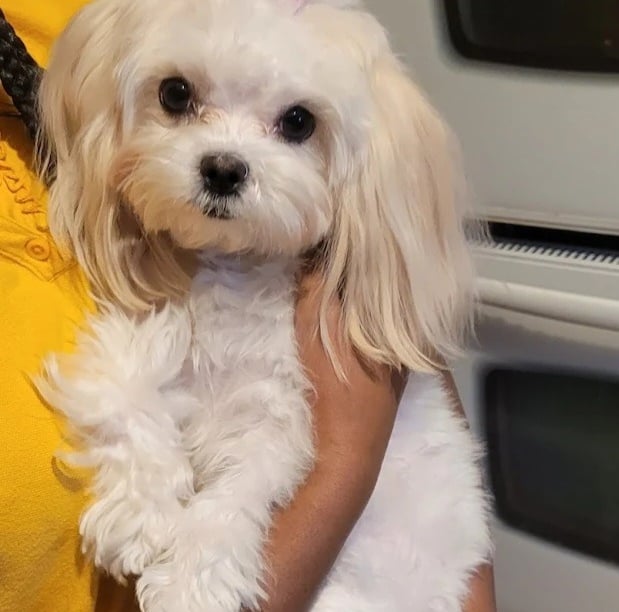 Beautiful White Mal-Shi Puppy in arms in Texas