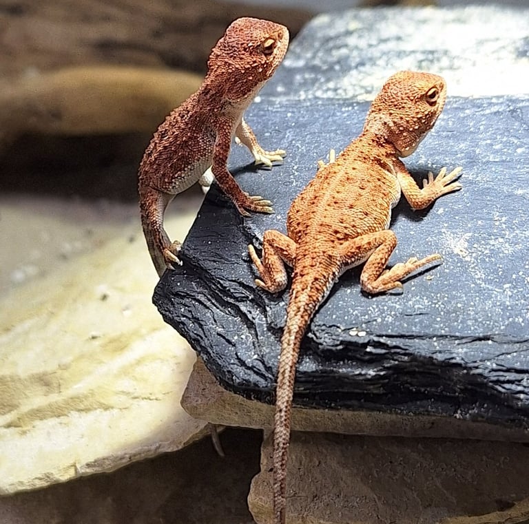 Tympanocryptis centralis Jungtier