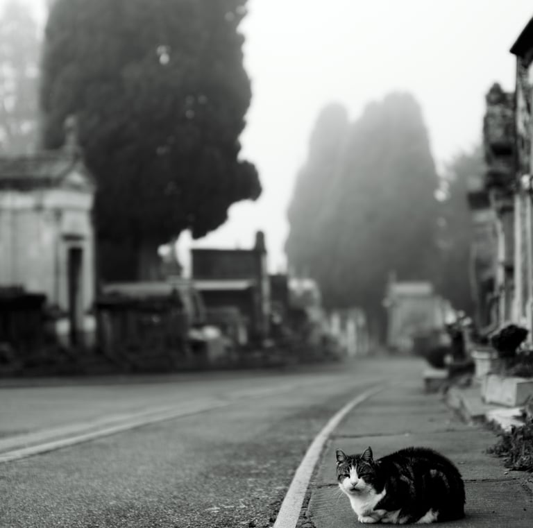 a cat laying on the side of a road