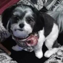 Black and White Mal-Shi Dog sitting in dog bed.