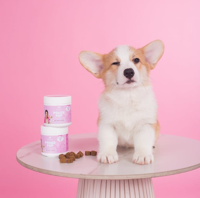 Cute corgi pup with Dr Shiba's Power Pup