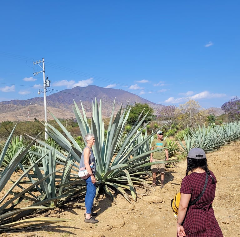 Tour de mezcal en Oaxaca