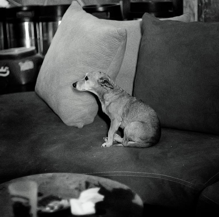 a dog sitting on a couch with pillows and pillows