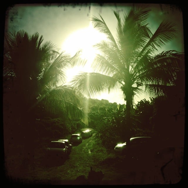 Coconut tree above a commercial shooting Reunion Island France