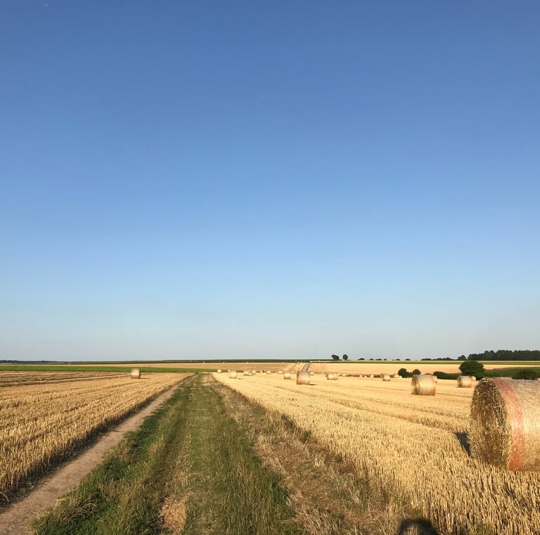 aux alentours, les champs de blé en été