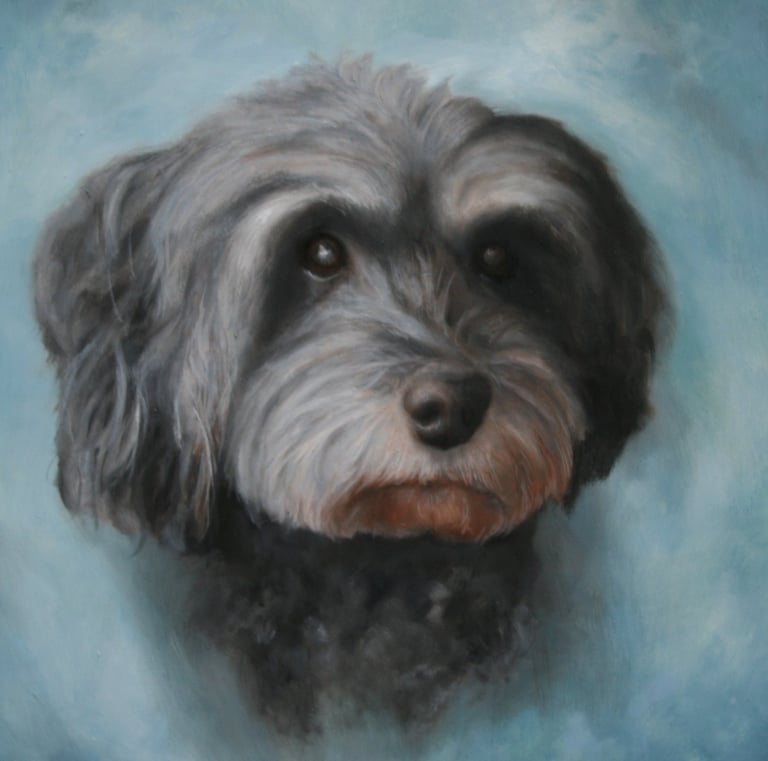 "Scruffy Flamio" Oil on Canvas 8"x10"