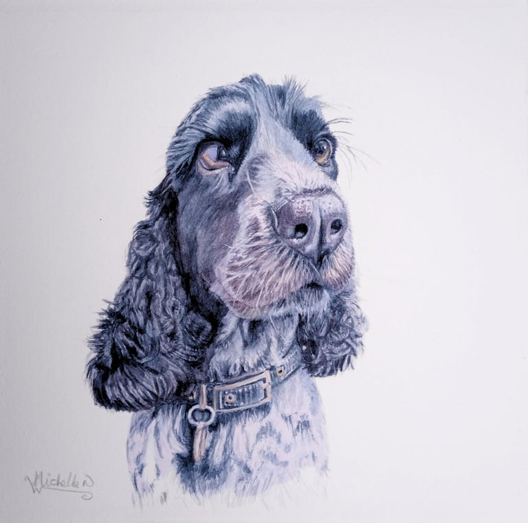 Pet Portrait Commissioned, Spaniel