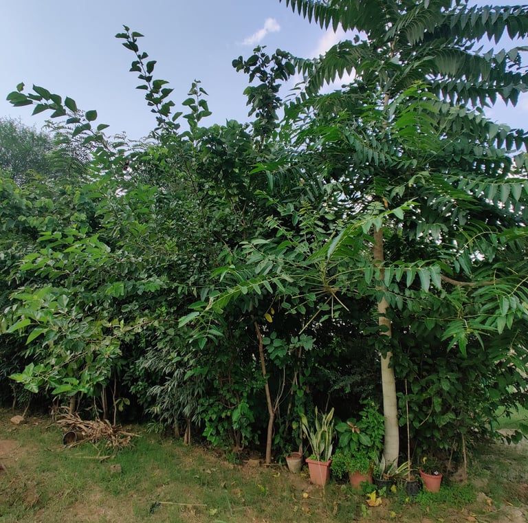 Miyawaki forest in Udaipur developed by Pukaar, Bhuvnesh ojha India