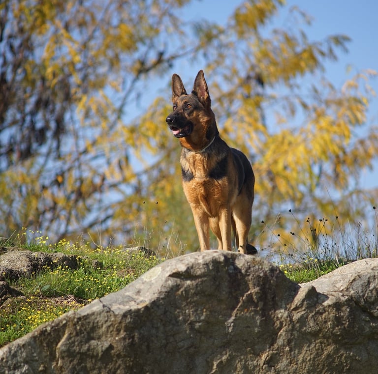 Berger allemand sur son rocher dans la nature