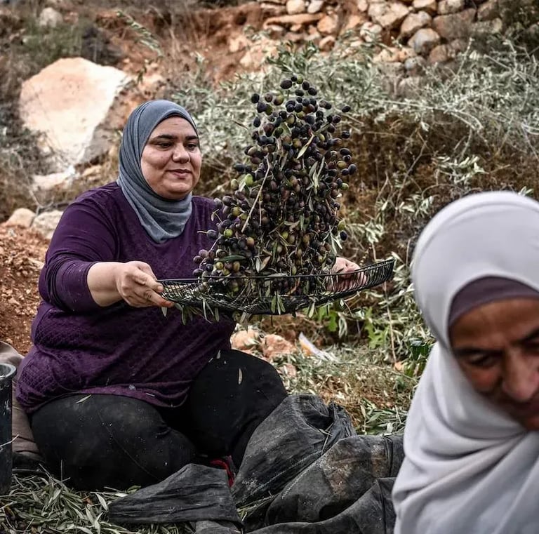 Help our palestinians farmers families with your donations.