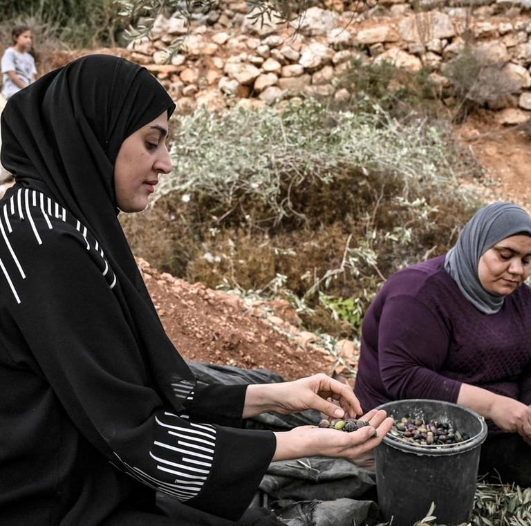 The oldest olive tree of the world in Palestine give the best Extra Virgin Olive Oil of the world.