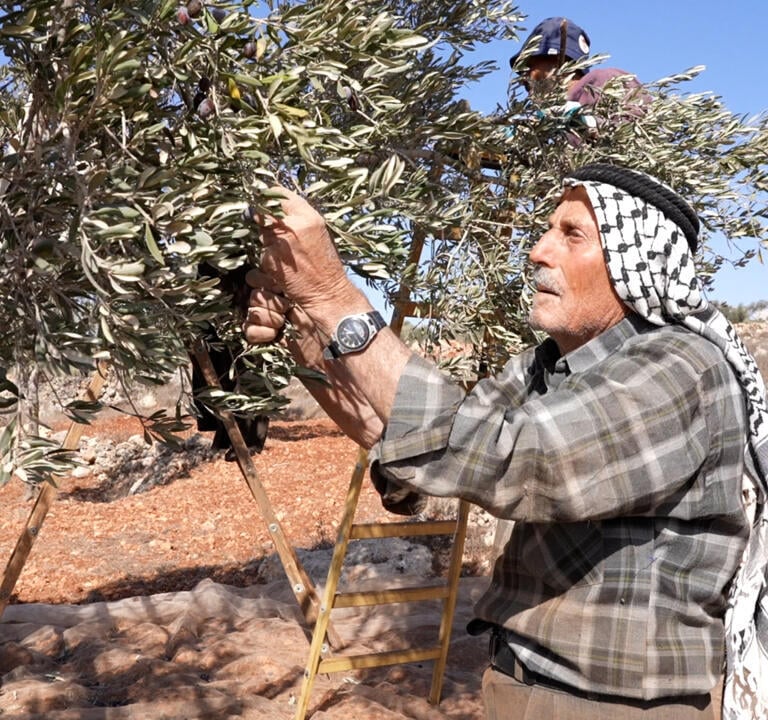 Al-badawi the oldest olive tree in the world - the roots of Palestine