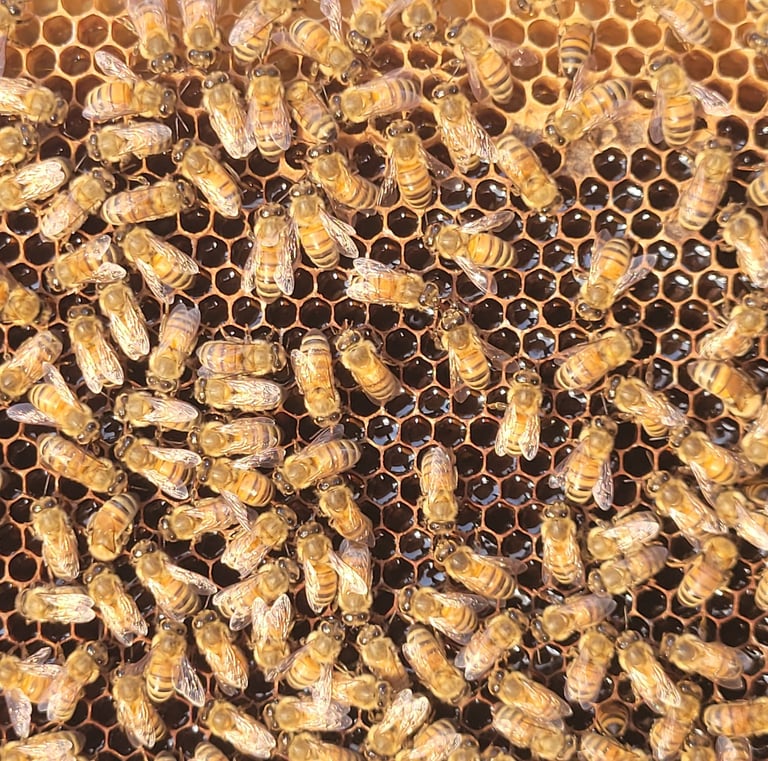 Honeybees working on Nectar in Comb